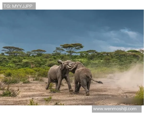仁川大象与太阳神展开激烈对决两队实力相当谁能笑到最后